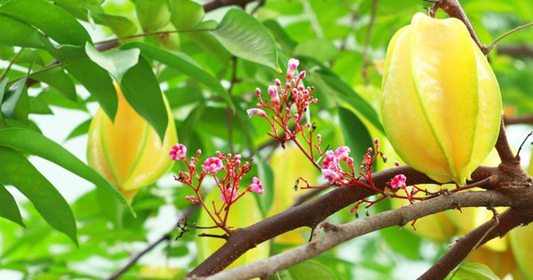 Nhìn thấy quả khế nên thử vận may với con số nào?