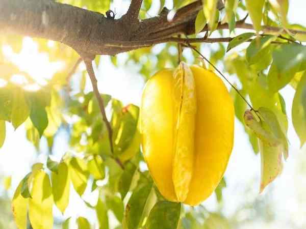 Nhìn thấy quả khế có điềm lành hay xấu, ý nghĩa thấy quả khế