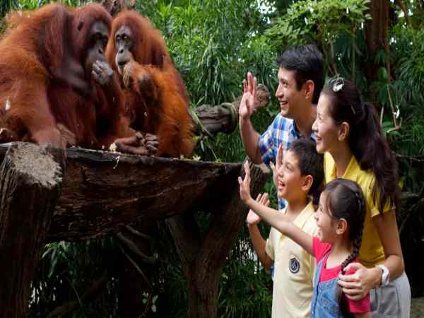 Nhìn thấy cho thú trong chuồng ăn