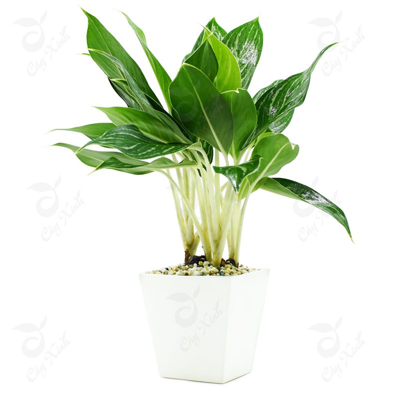 Cây Bạch Mã Hoàng Tử Cây Bạch Mã Hoàng Tử
