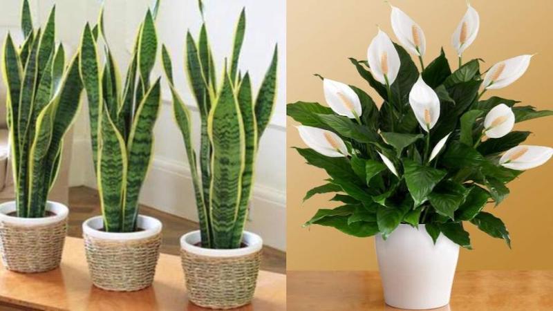 Lợi ích của cây trồng trong nhà đối với sức khỏe Lợi ích của cây trồng trong nhà đối với sức khỏe