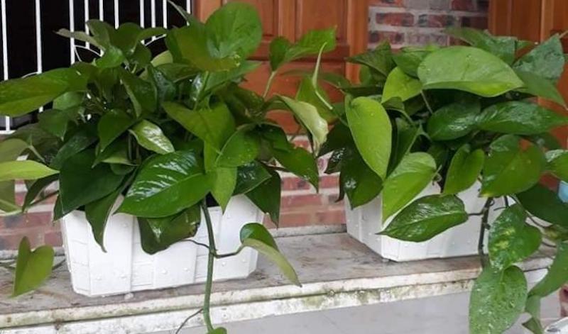 Cây Trầu Bà (Epipremnum aureum) Cây Trầu Bà (Epipremnum aureum)
