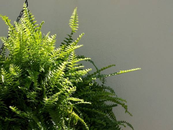 Cây Dương Xỉ Mỹ (Boston Fern) Cây Dương Xỉ Mỹ (Boston Fern)