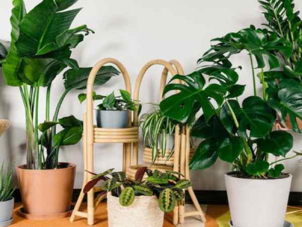 Sử dụng cây xanh Sử dụng cây xanh