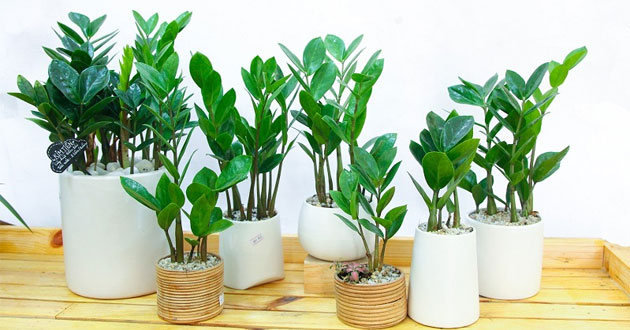Cây Kim Tiền Là Gì? Cây Kim Tiền Là Gì?