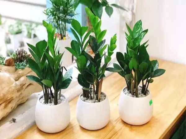 Cây Kim Tiền Có Khả Năng Lọc Không Khí Cây Kim Tiền Có Khả Năng Lọc Không Khí