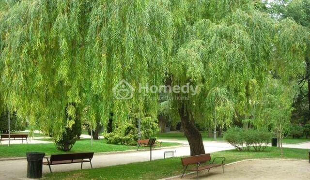 Không nên trồng cây gì trước nhà? Không nên trồng cây gì trước nhà?