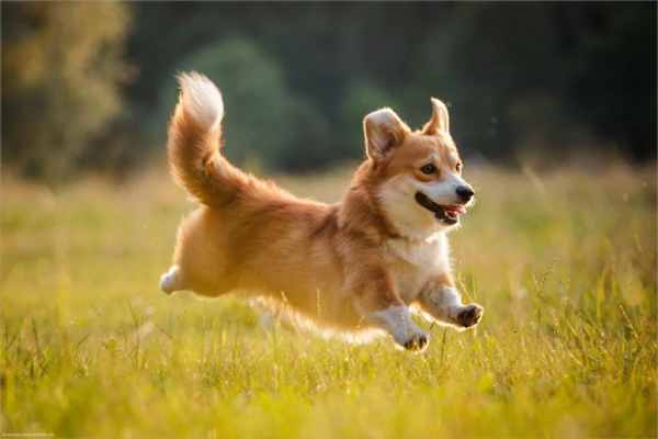 Tìm hiểu con số may mắn tuổi Tuất hôm nay 22/5/2025