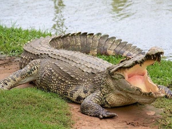 Ngủ mơ thấy cá sấu phản ánh điều gì trong cuộc sống?