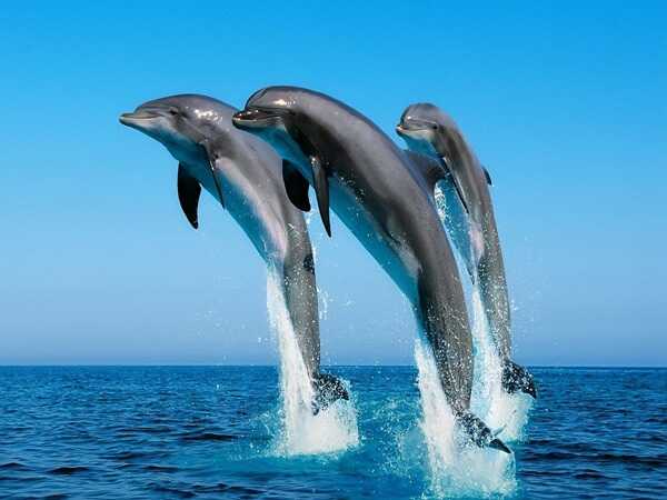 🐬 Chiêm bao thấy mình cưỡi cá heo