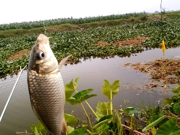 Ngủ mơ thấy câu cá dự báo tài lộc gõ cửa?