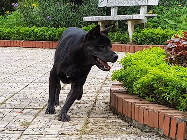 Nằm mơ thấy chó đen cắn cảnh giác với điềm gì?