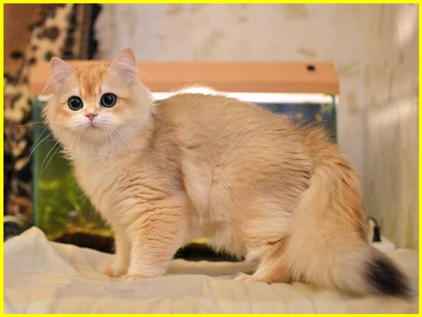 Mơ thấy mèo vàng là điềm gì
