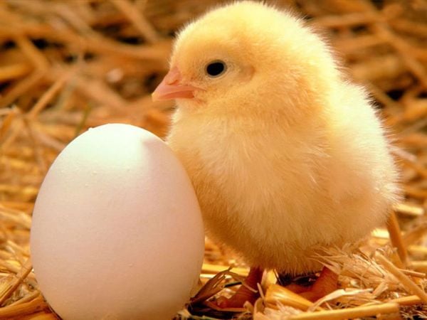 Mơ thấy trứng gà có ý nghĩa điềm báo gì?