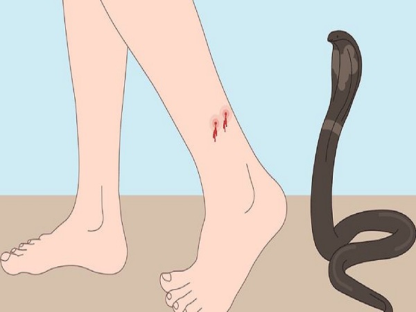 Nằm mơ thấy bị rắn cắn vào chân điềm gì cho tương lai?