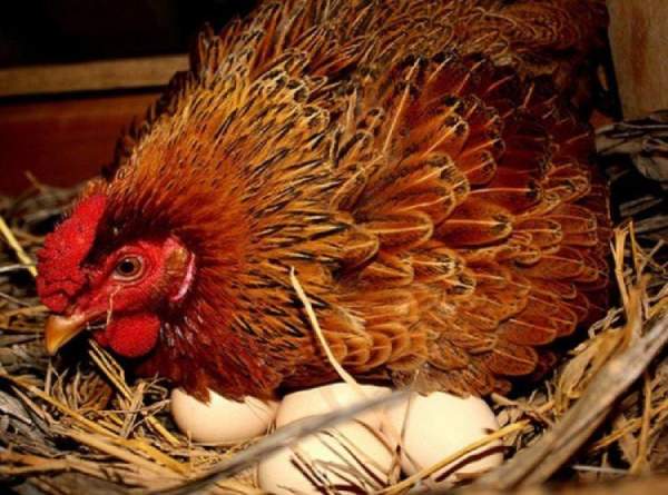 Mơ thấy nhặt trứng gà do gà đẻ