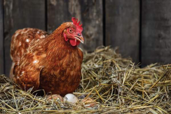 Nằm mơ thấy gà đẻ trứng là điềm báo gì, dự cảm tốt hay xấu?