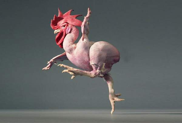 Mơ thấy gà rừng là điềm gì về tình duyên và sự nghiệp?