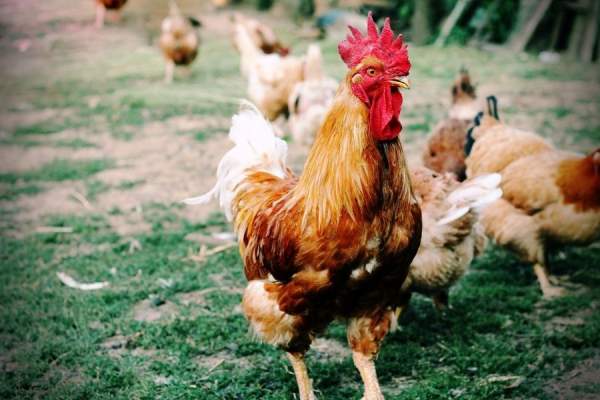 Nằm mơ thấy gà trống ý nghĩa gì? Liệu là điềm tốt hay xấu?