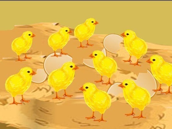 Nằm mơ thấy đàn gà con là điềm gì, điềm dữ hay lành?