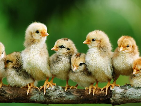 Nằm mơ thấy đàn gà con là điềm gì, điềm dữ hay lành?