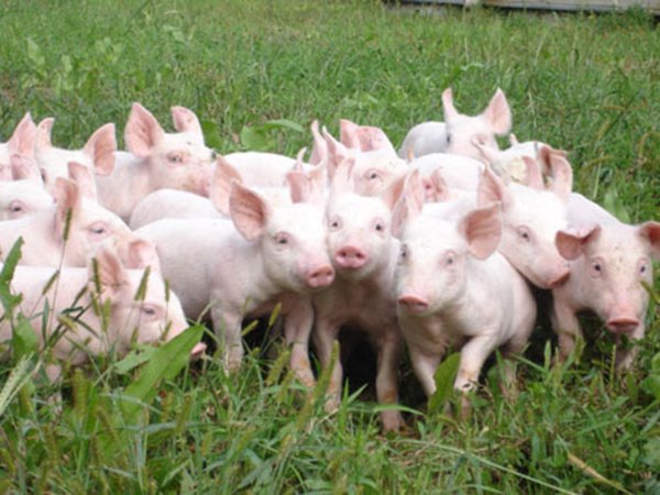 Nằm mơ thấy đàn lợn trắng là điềm gì, ẩn ý điềm tốt hay xấu?