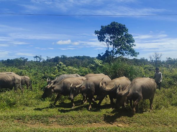 Giải mã điềm báo đặc biệt khi nằm mơ thấy đàn trâu