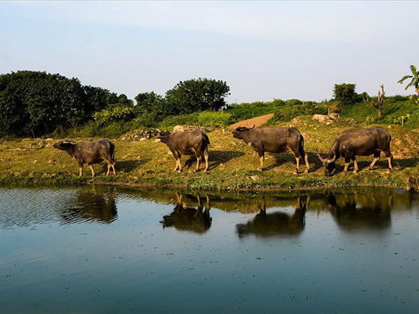 Giải mã điềm báo đặc biệt khi nằm mơ thấy đàn trâu