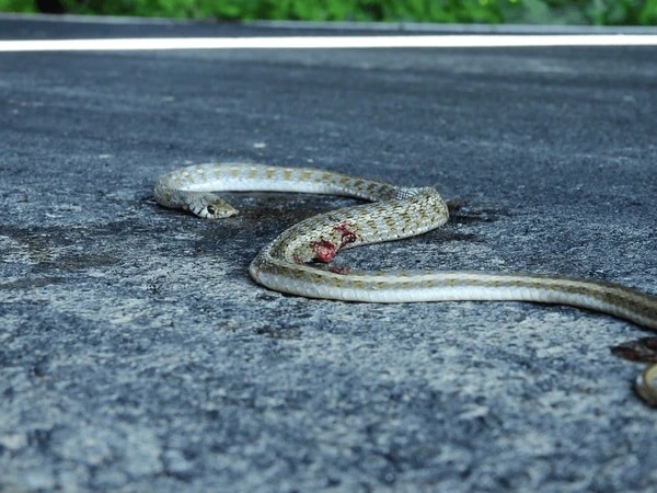 Giải mã nằm mơ thấy đập chết rắn có số nào may mắn?